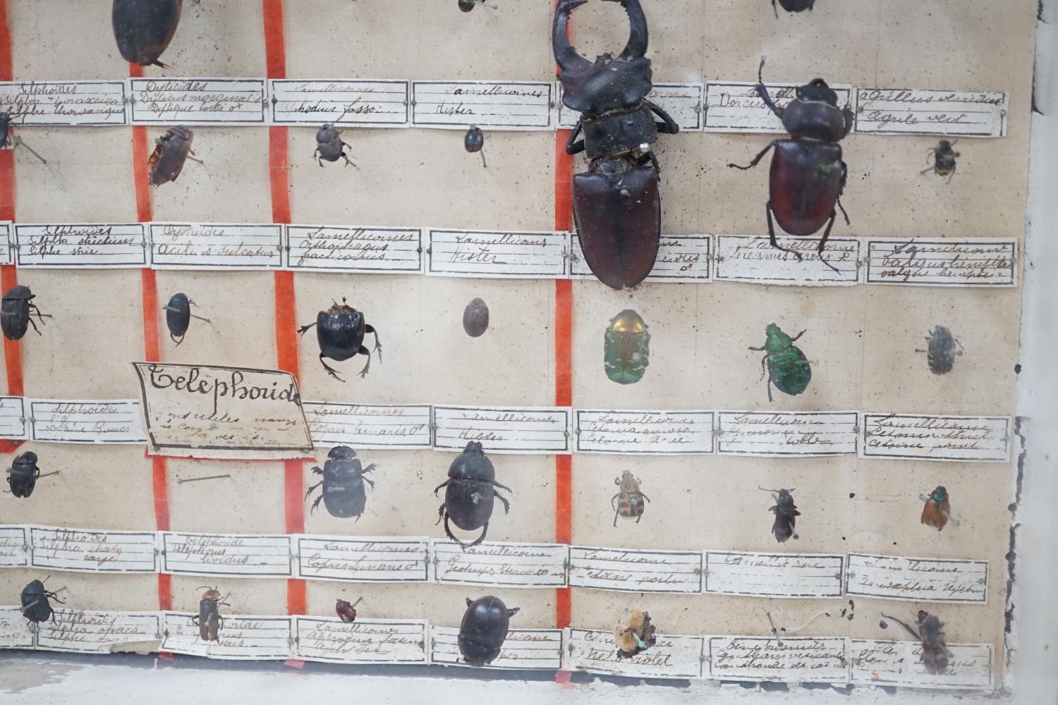 Two cased and labelled beetle taxidermy specimen cabinets, 39cms wide - Image 4 of 7