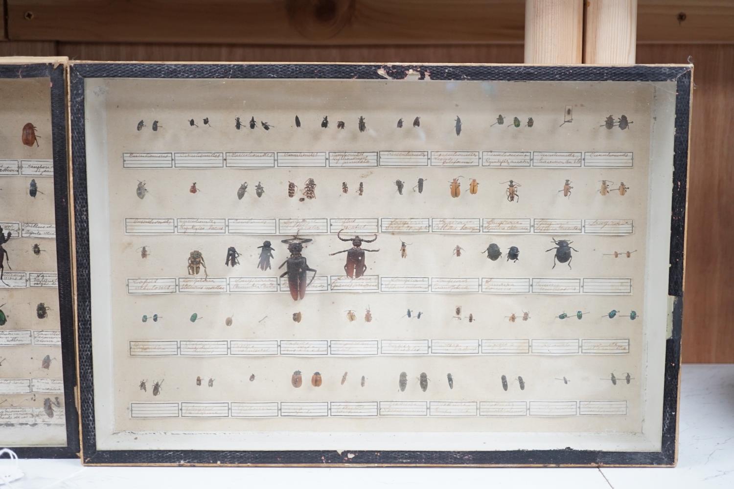 Two cased and labelled beetle taxidermy specimen cabinets, 39cms wide - Image 2 of 7