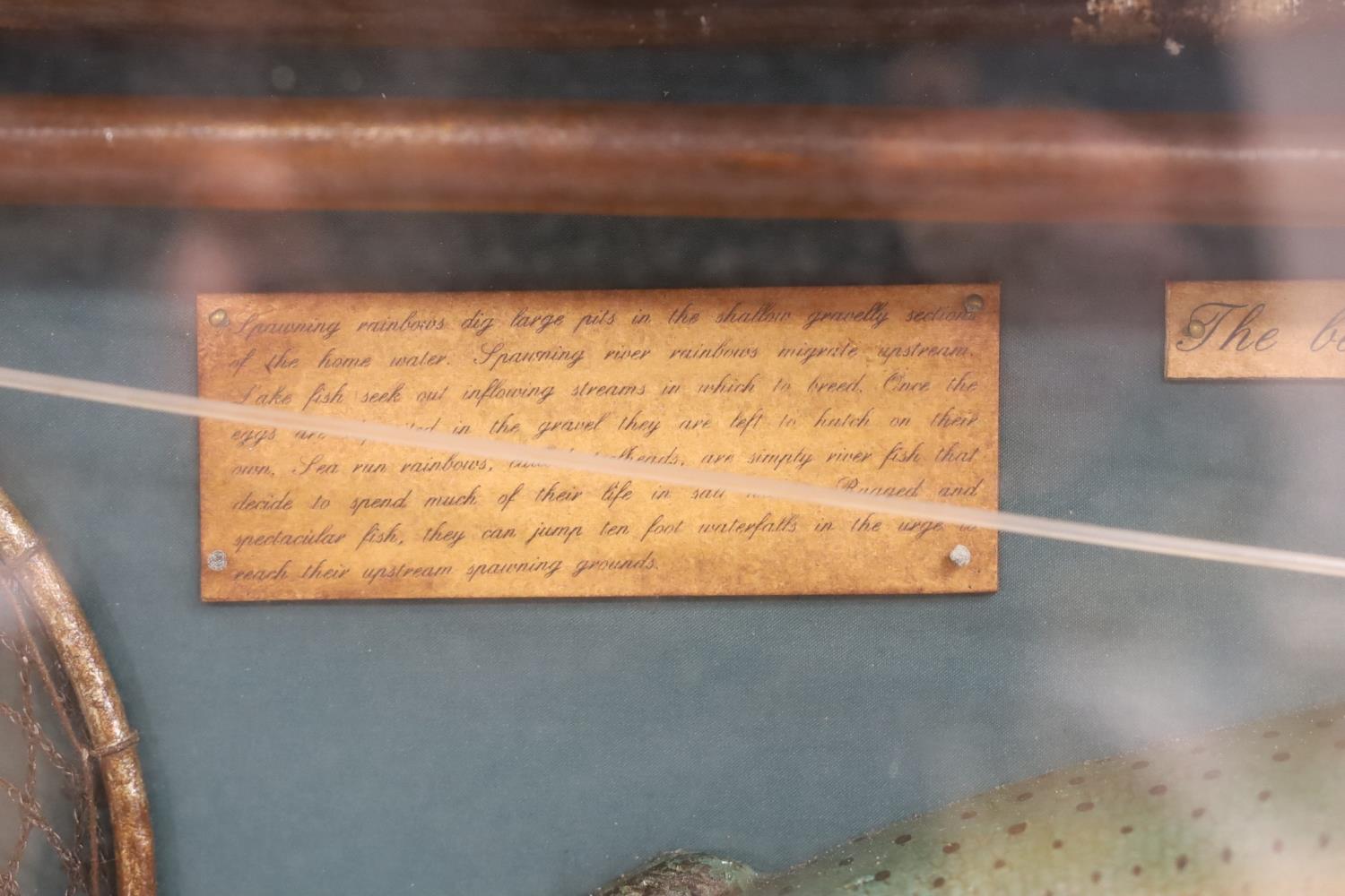 A cased fishing display case of a Rainbow Trout centred around angling ephemera, 106 x 34cm - Image 4 of 5