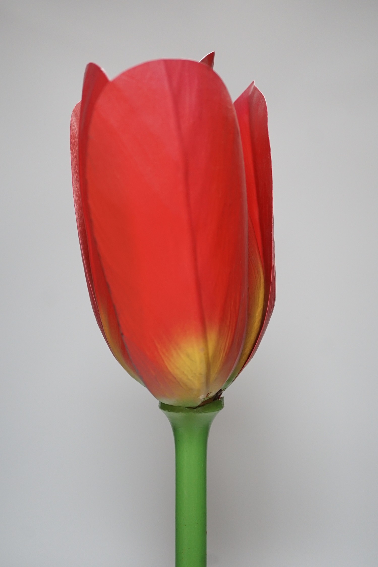 Scientific Brendel model of a tulip, 52cm - Image 3 of 7
