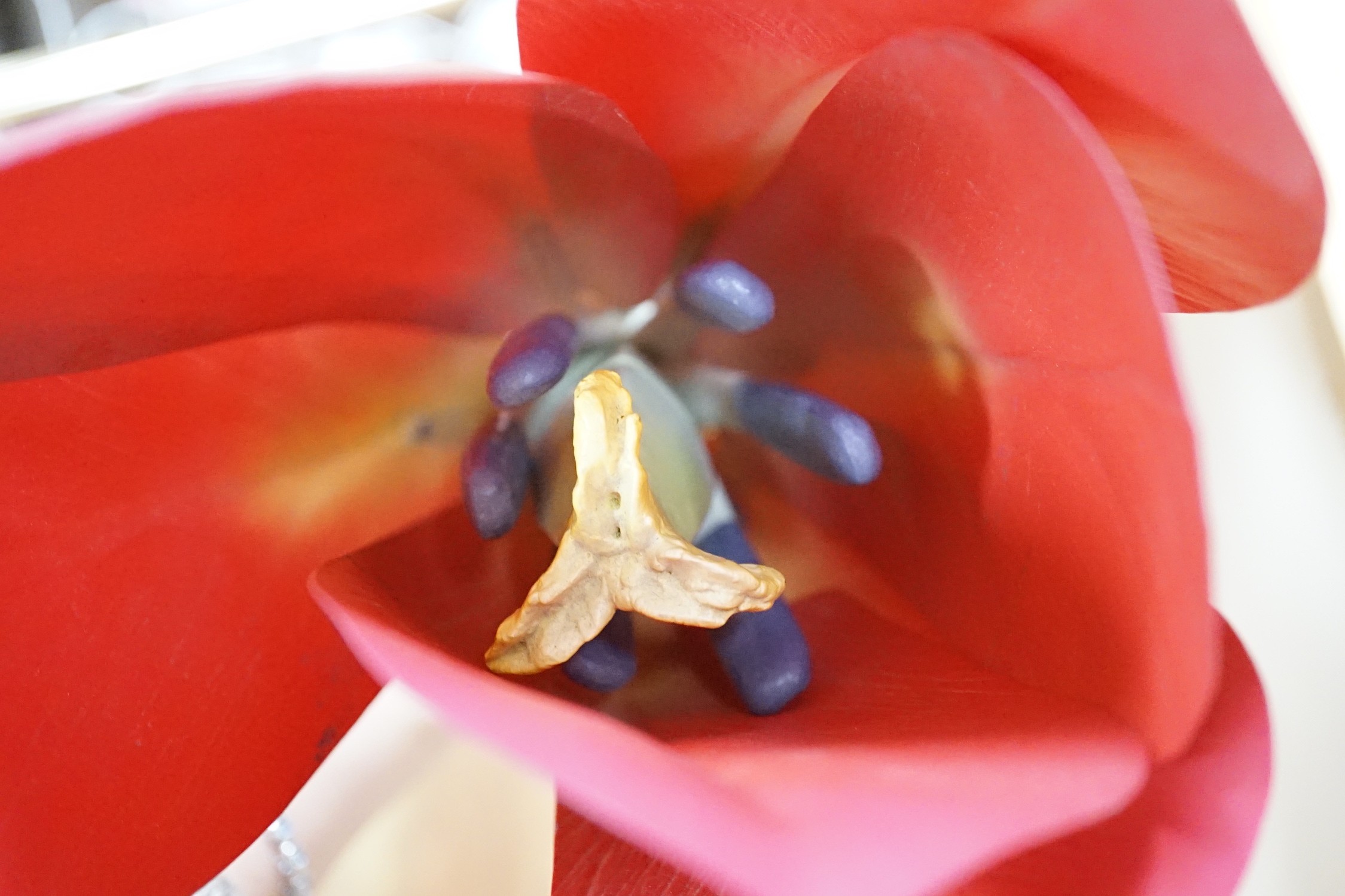 Scientific Brendel model of a tulip, 52cm - Image 7 of 7