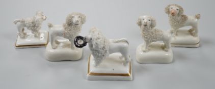 Five small Staffordshire models of poodles standing on their bases, to include a Lloyd Shelton white