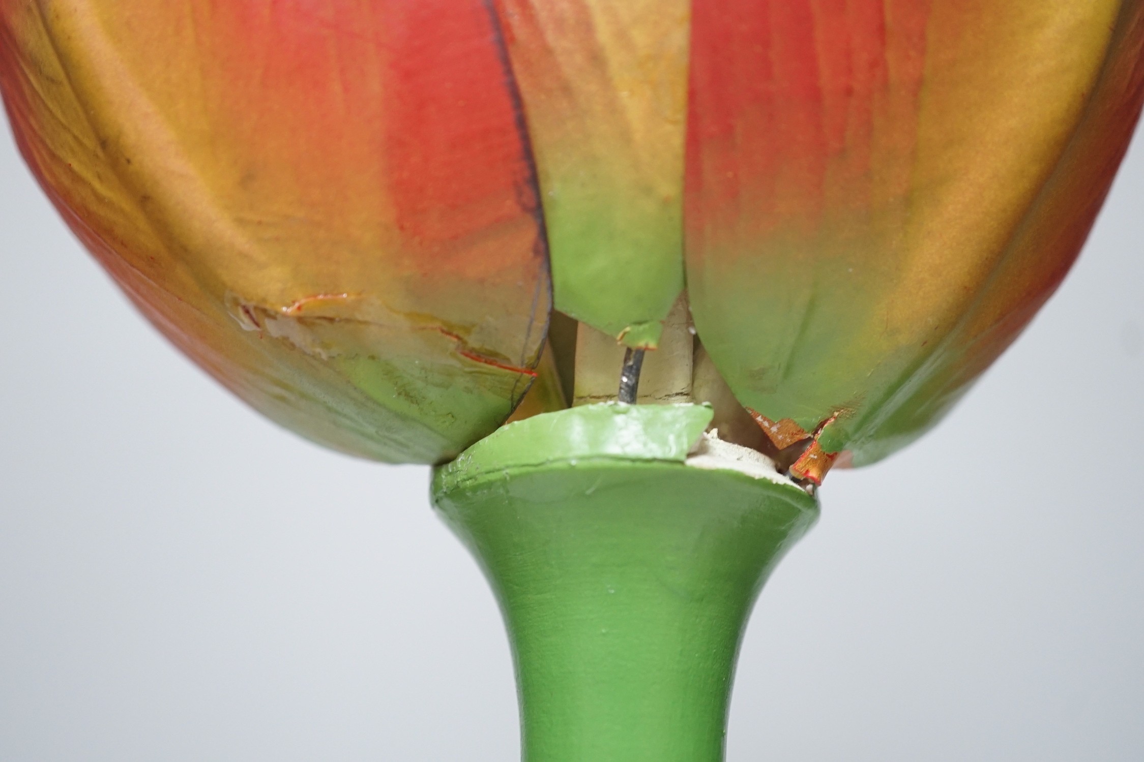 Scientific Brendel model of a tulip, 52cm - Image 5 of 7