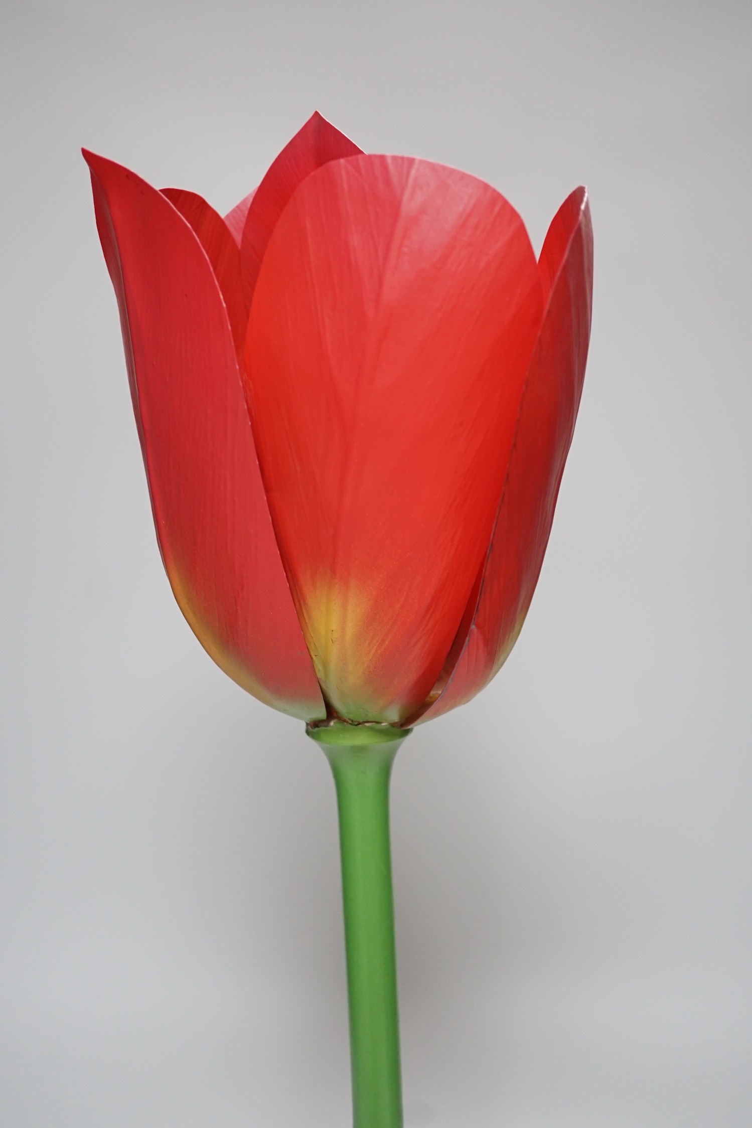 Scientific Brendel model of a tulip, 52cm - Image 2 of 7