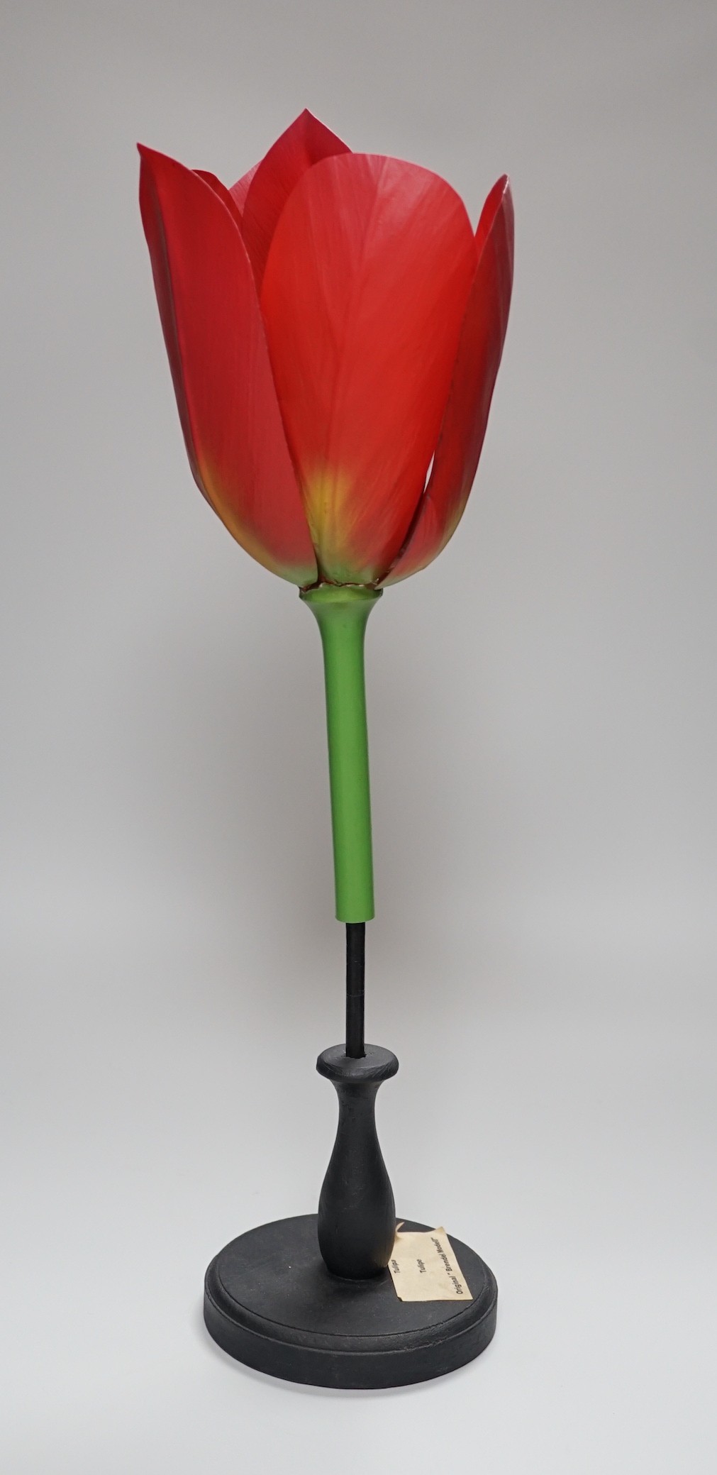 Scientific Brendel model of a tulip, 52cm