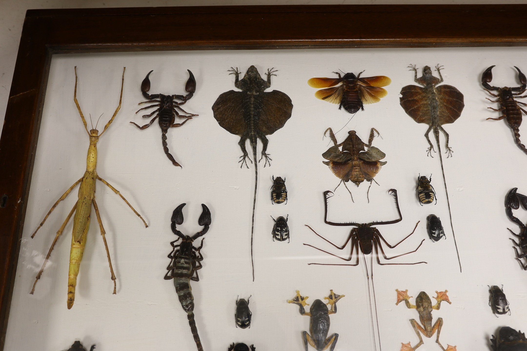 Entomology- a cased taxidermy display of tree frogs, scorpions, stick insects, beetles and flying - Image 5 of 5