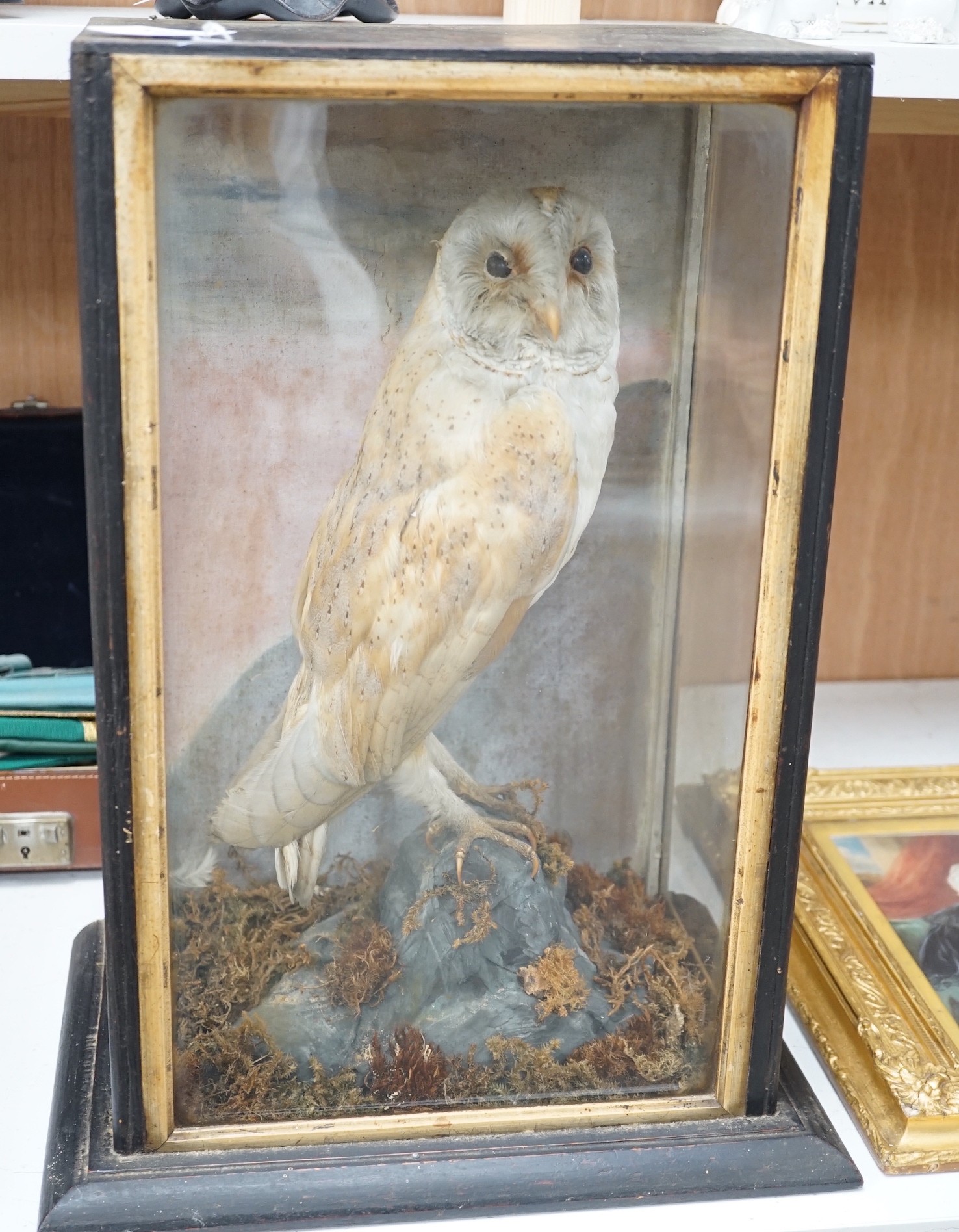 A Victorian cased taxidermy barn owl, 48cm