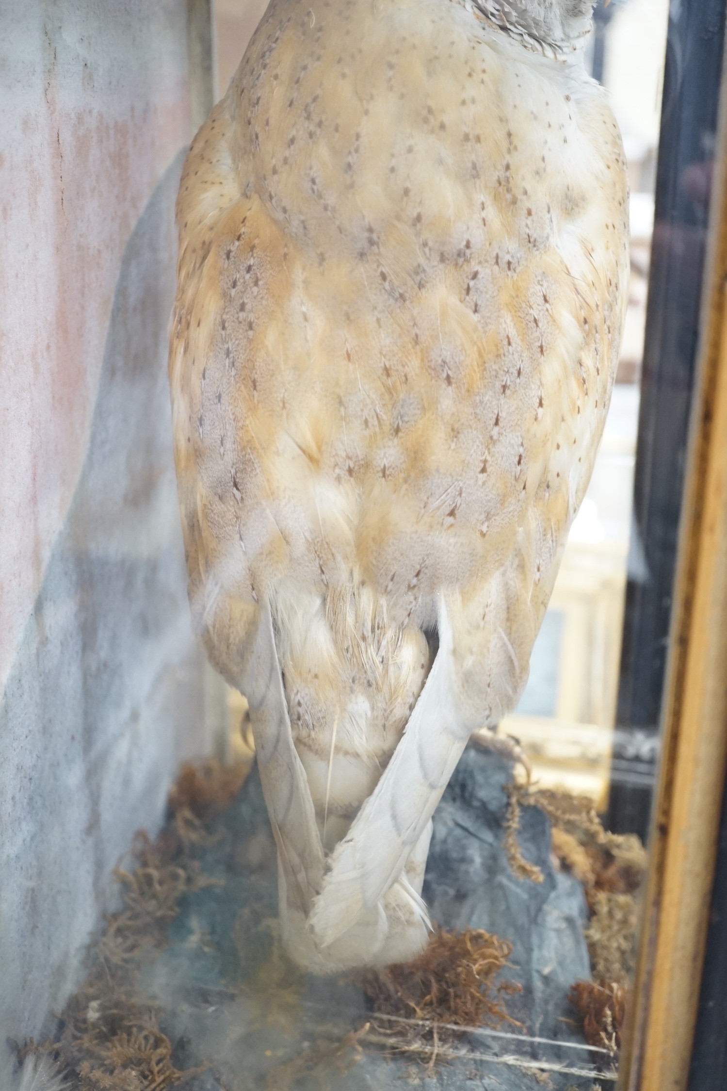 A Victorian cased taxidermy barn owl, 48cm - Image 6 of 6