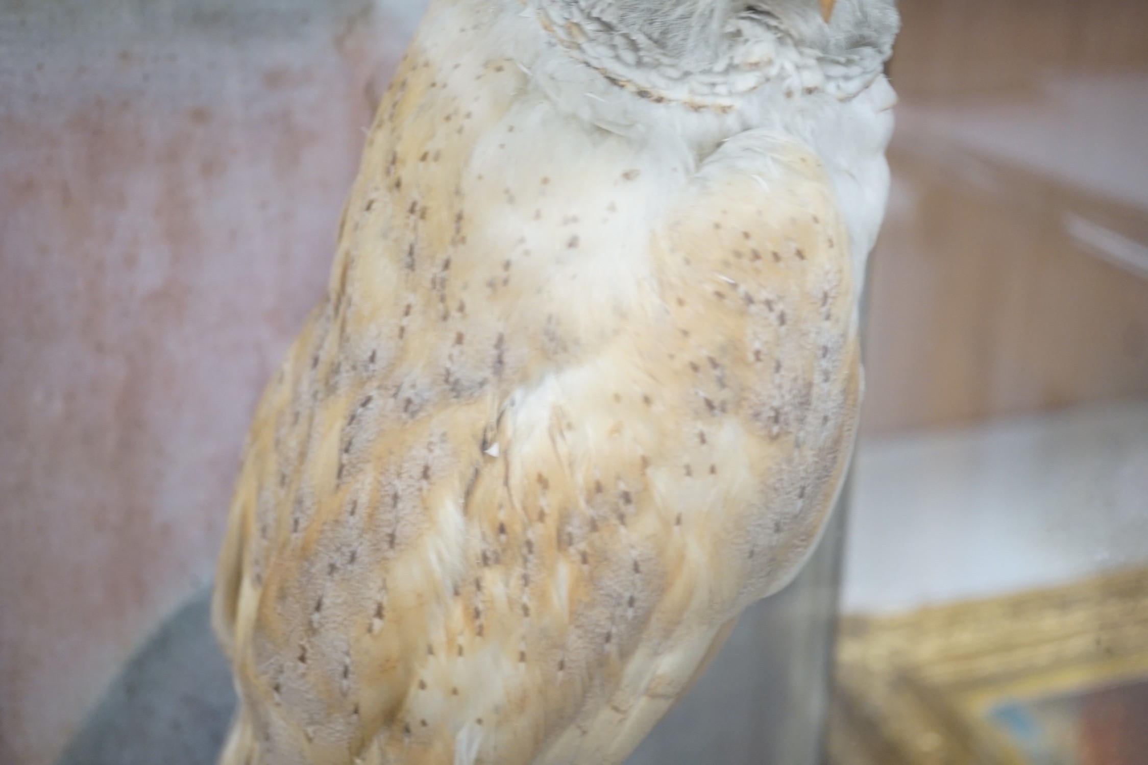 A Victorian cased taxidermy barn owl, 48cm - Image 3 of 6