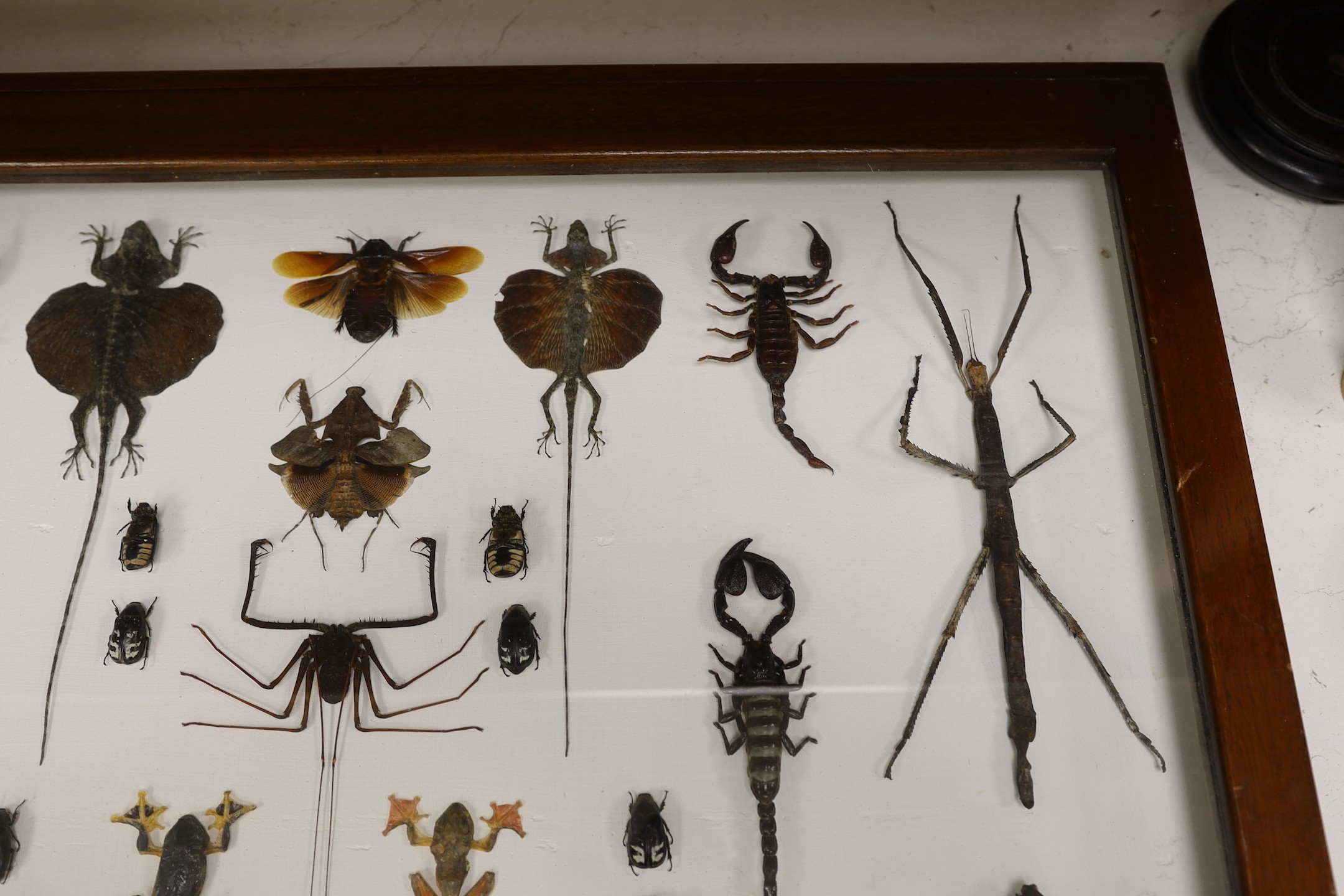 Entomology- a cased taxidermy display of tree frogs, scorpions, stick insects, beetles and flying - Image 4 of 5