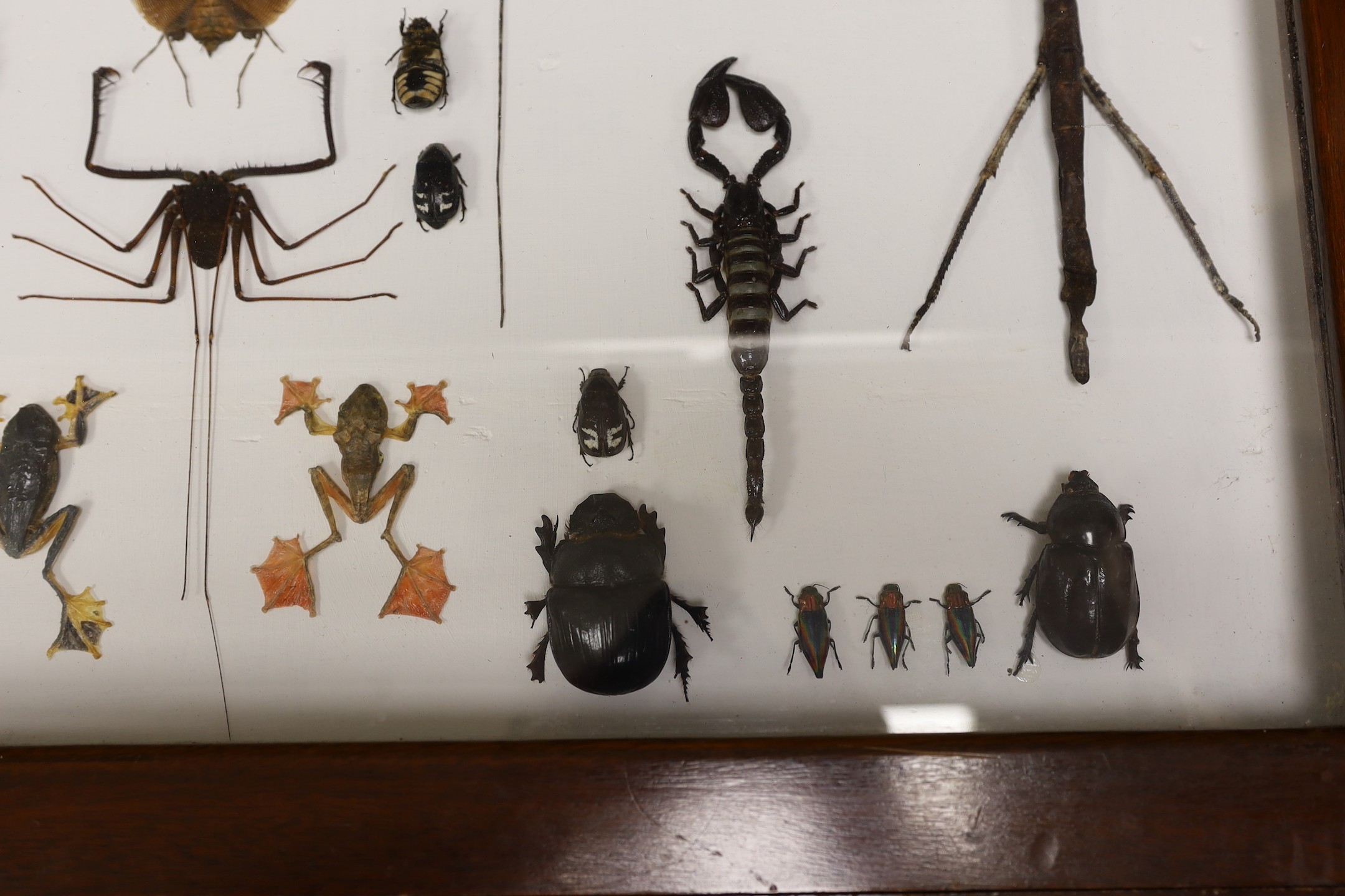 Entomology- a cased taxidermy display of tree frogs, scorpions, stick insects, beetles and flying - Image 3 of 5
