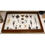 Entomology- a cased taxidermy display of tree frogs, scorpions, stick insects, beetles and flying