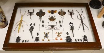 Entomology- a cased taxidermy display of tree frogs, scorpions, stick insects, beetles and flying