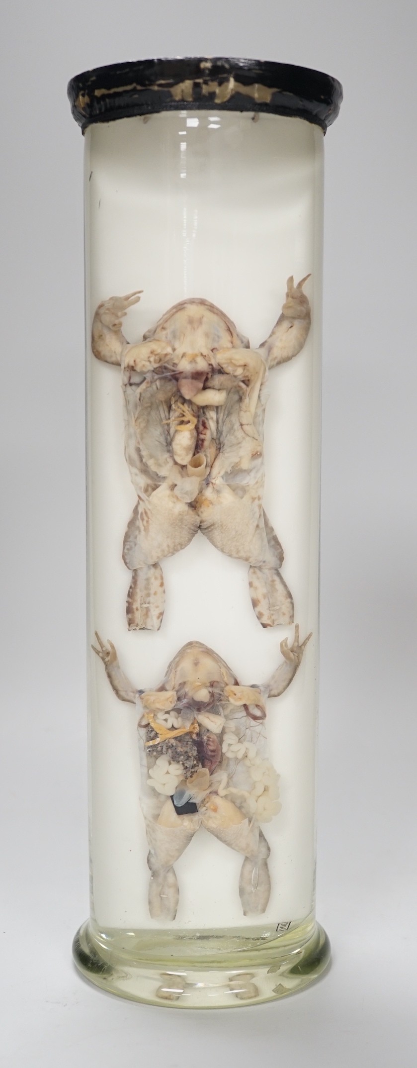 A biological specimen - Rana Temporaria (Common frog) reproductive systems, male and female forms,
