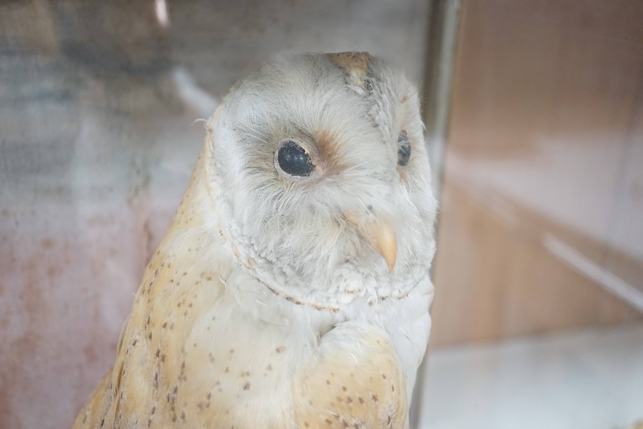 A Victorian cased taxidermy barn owl, 48cm - Image 2 of 6