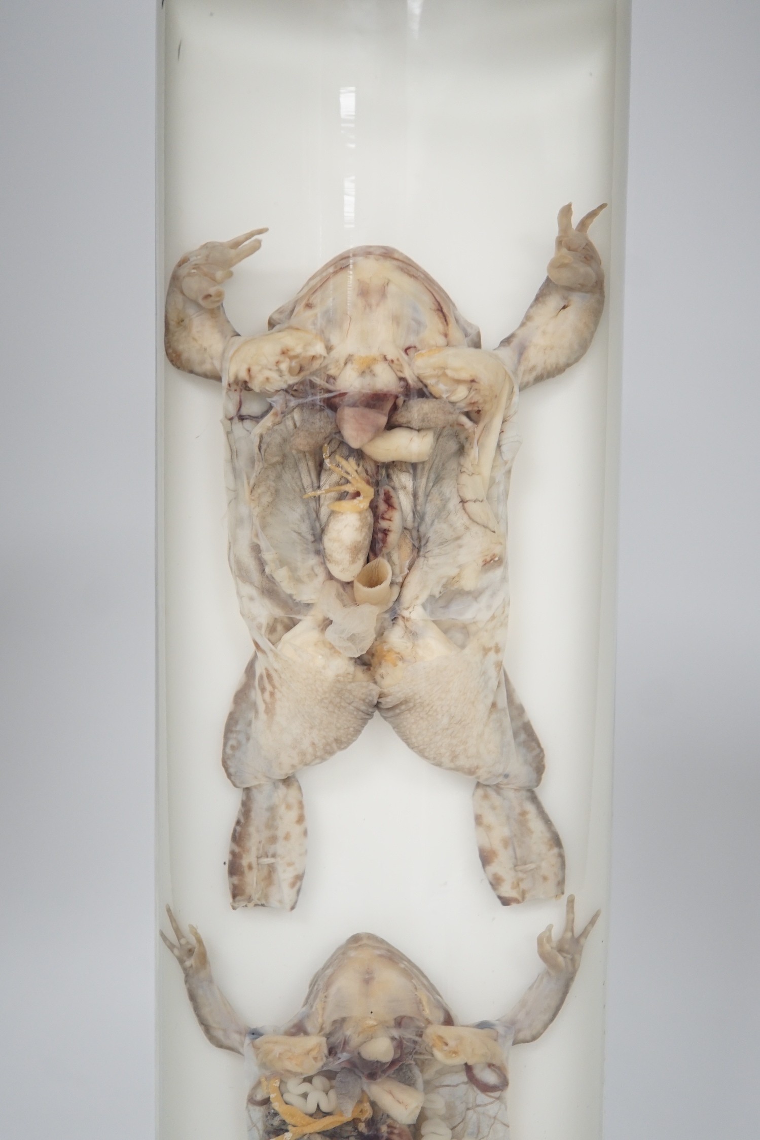 A biological specimen - Rana Temporaria (Common frog) reproductive systems, male and female forms, - Image 2 of 4