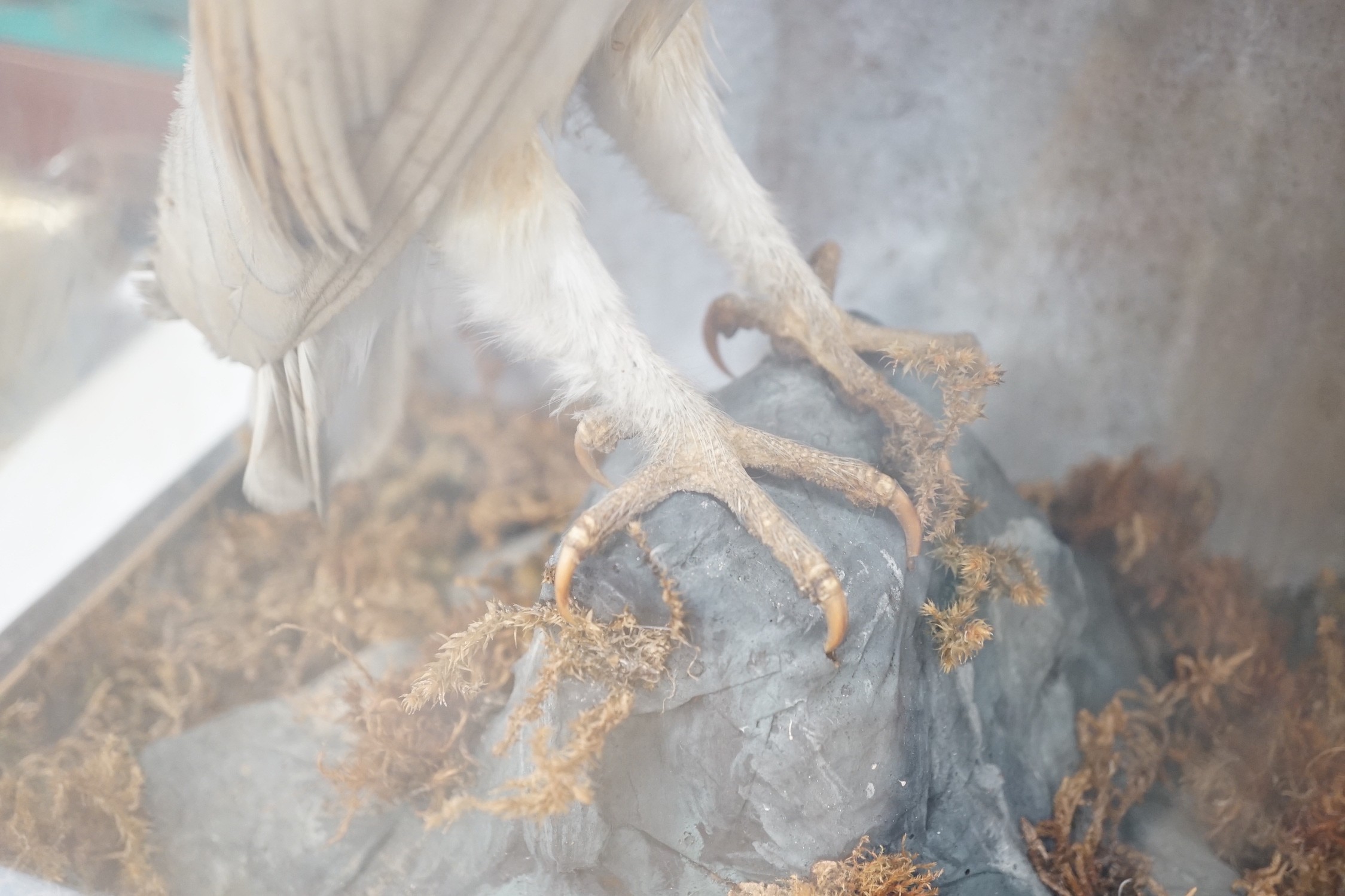 A Victorian cased taxidermy barn owl, 48cm - Image 5 of 6