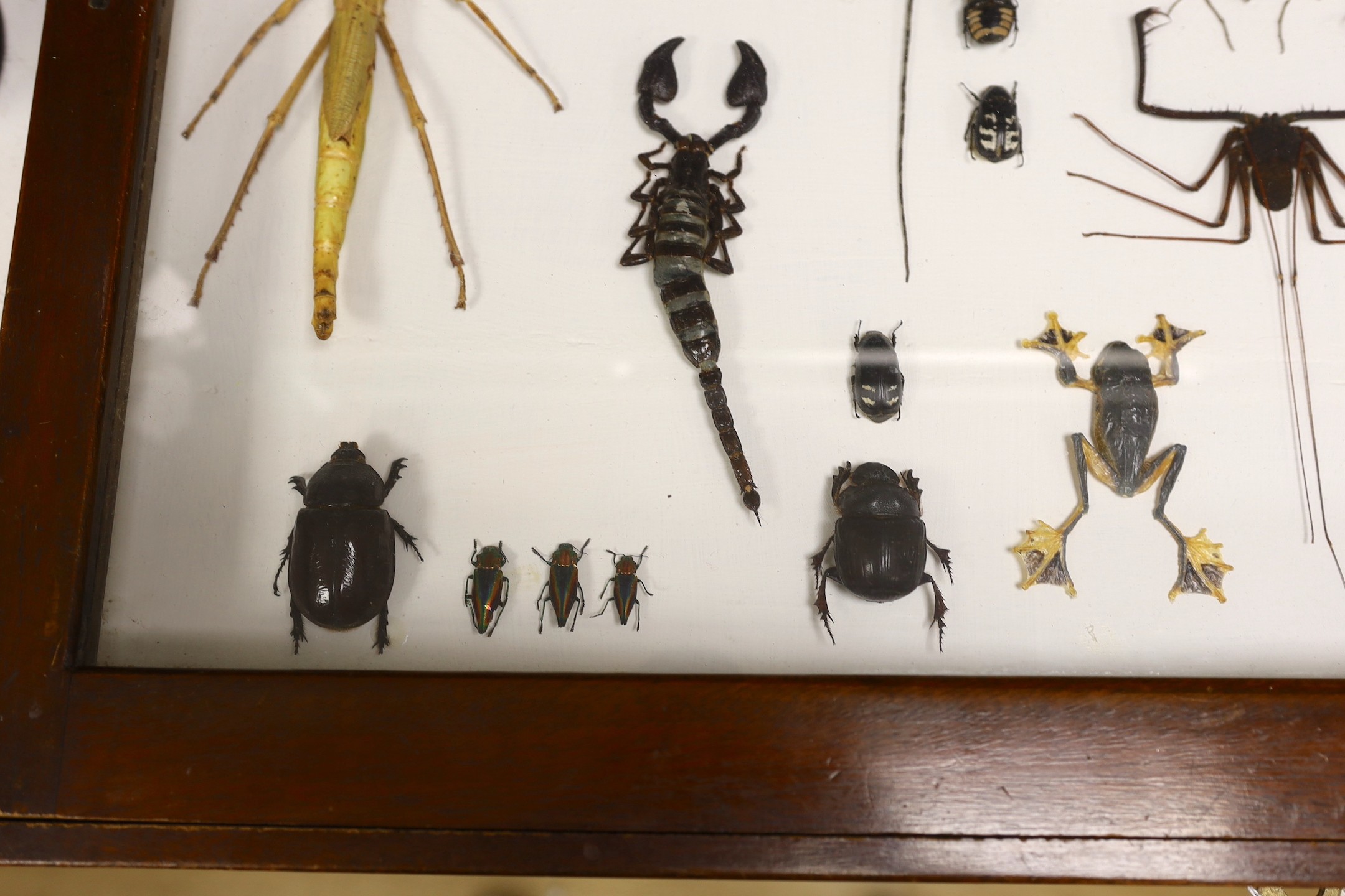 Entomology- a cased taxidermy display of tree frogs, scorpions, stick insects, beetles and flying - Image 2 of 5