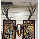 A faux stag horn and cast metal wall trophy, width 95cm, height 100cm