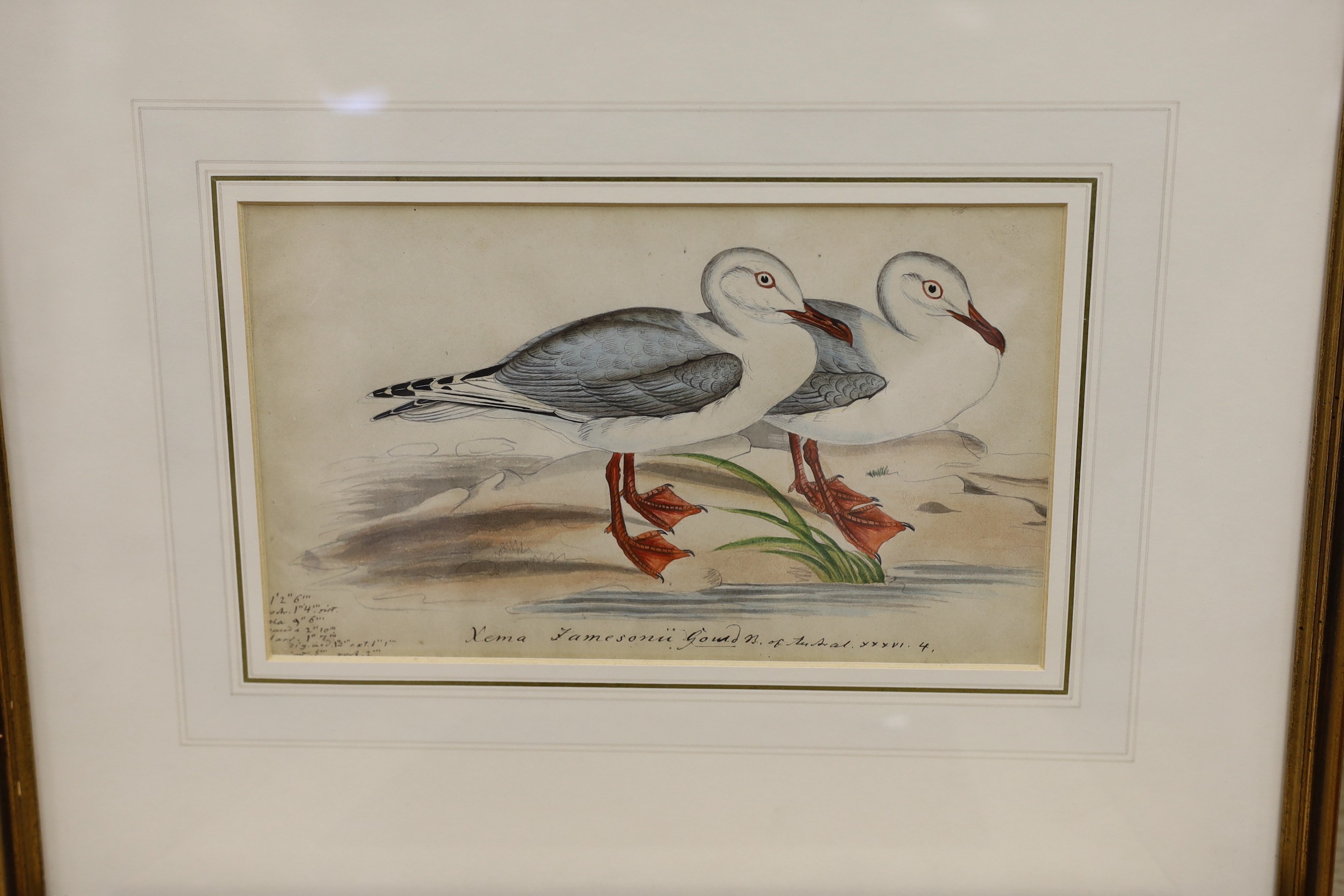 19th century English School, five ink and watercolour studies of birds after Goulds' Birds of - Image 4 of 6