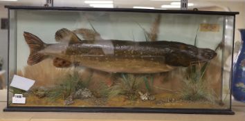 A taxidermy pike in natural riverbed setting. Plaque reads 'caught, Wire Mill, Dec 1st 1935, 11