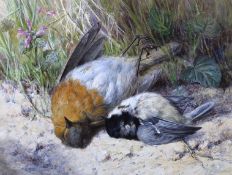 Helen Coleman Angell (1847-1884), watercolour, Still life of a dead birds and wildflower, signed, 14