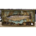 A taxidermy salmon in natural reed bed setting and bowed glass case 79cm long