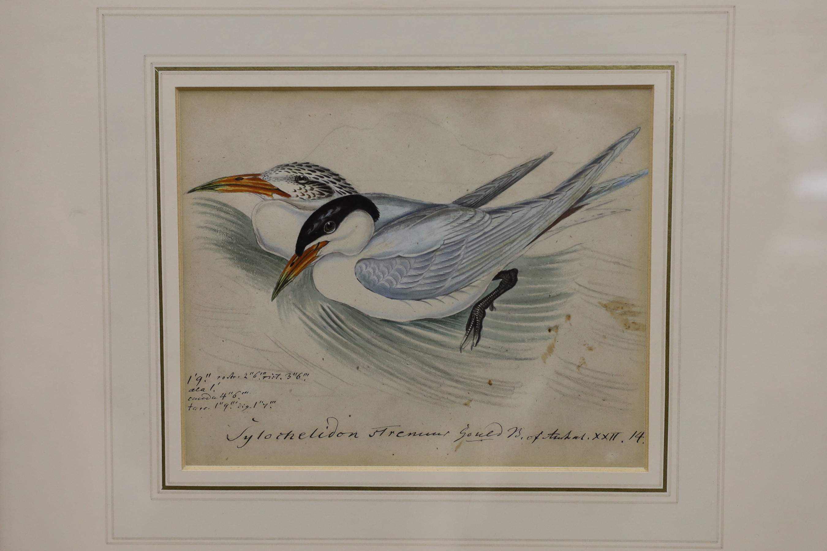 19th century English School, five ink and watercolour studies of birds after Goulds' Birds of - Image 2 of 6