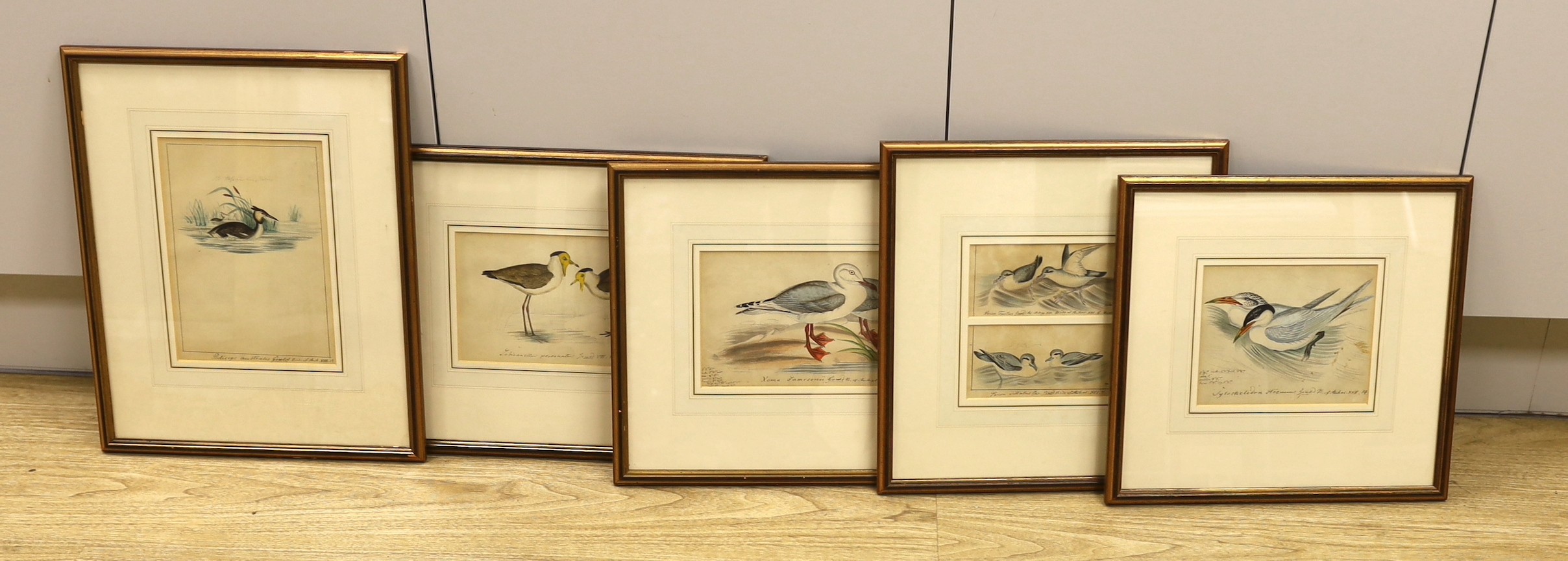 19th century English School, five ink and watercolour studies of birds after Goulds' Birds of
