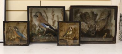 Four Edwardian taxidermy cases containing: a Nightjar, Jay, Kingfisher and Bullfinch (4), largest