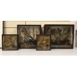 Four Edwardian taxidermy cases containing: a Nightjar, Jay, Kingfisher and Bullfinch (4), largest