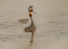 Michael Hampton (b.1937), watercolour, 'Grebes on the water', 52 x 73cm