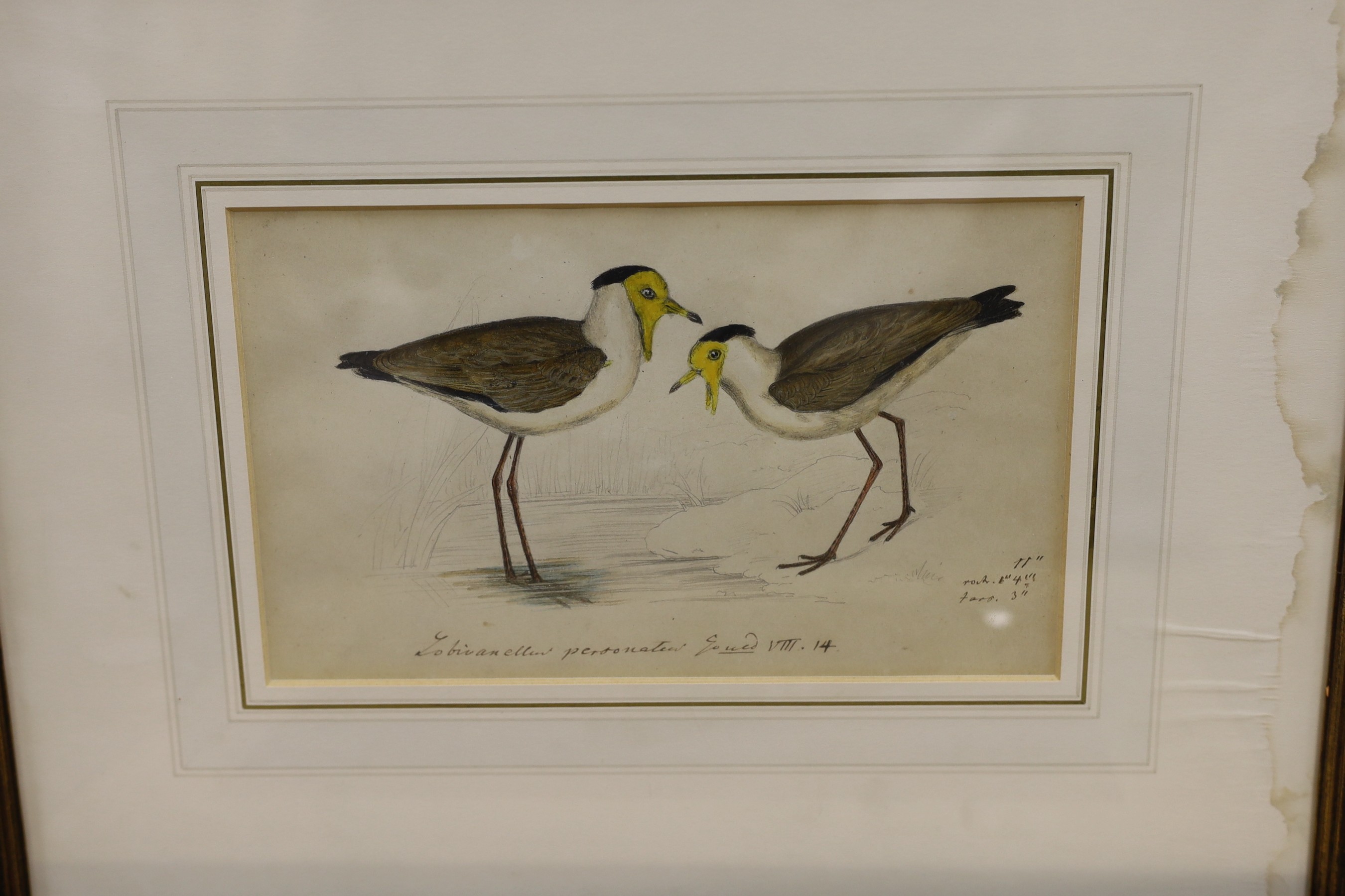 19th century English School, five ink and watercolour studies of birds after Goulds' Birds of - Image 5 of 6