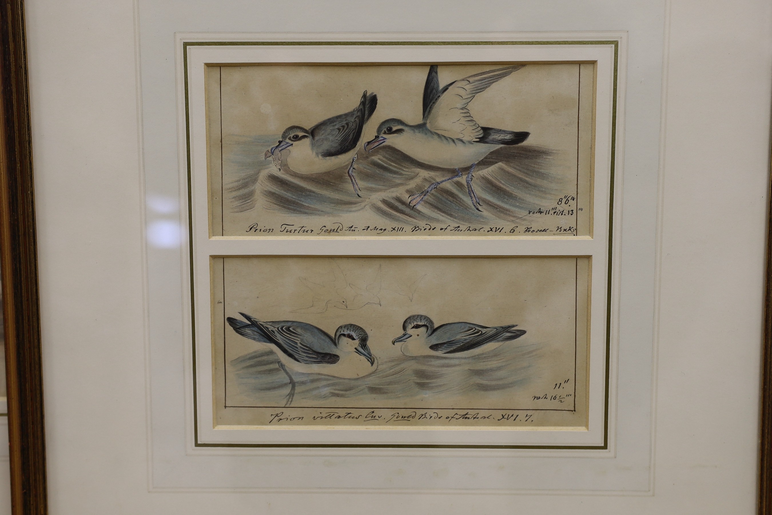 19th century English School, five ink and watercolour studies of birds after Goulds' Birds of - Image 3 of 6