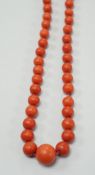 A single strand graduated coral bead necklace, 56cm, gross weight 42 grams.