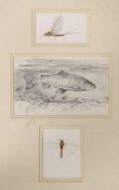 Charles Jardine, pencil and watercolour, Studies of a trout and mayflies, framed as one, largest