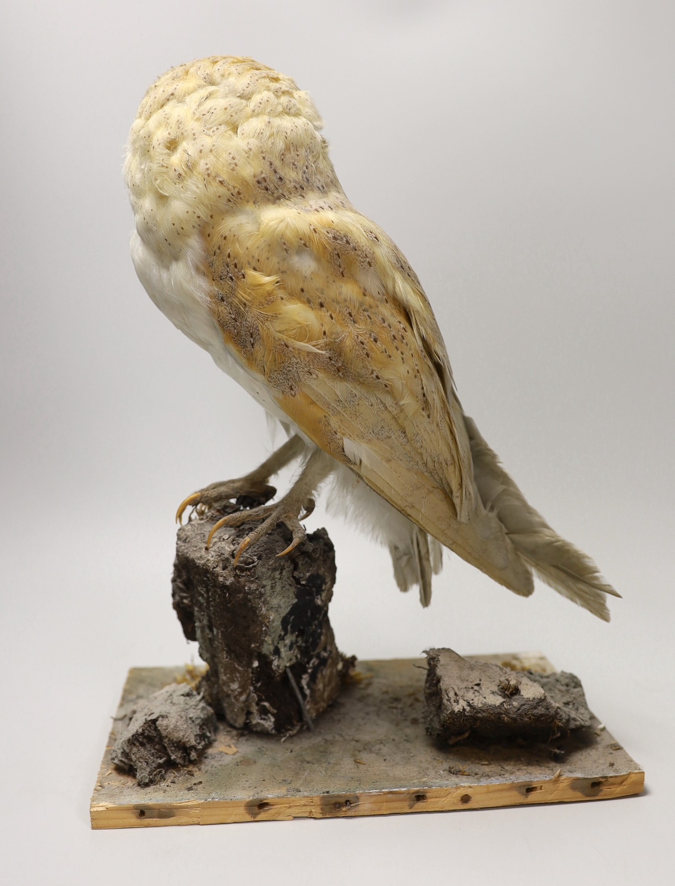 A taxidermy barn owl, 36cm - Image 3 of 3