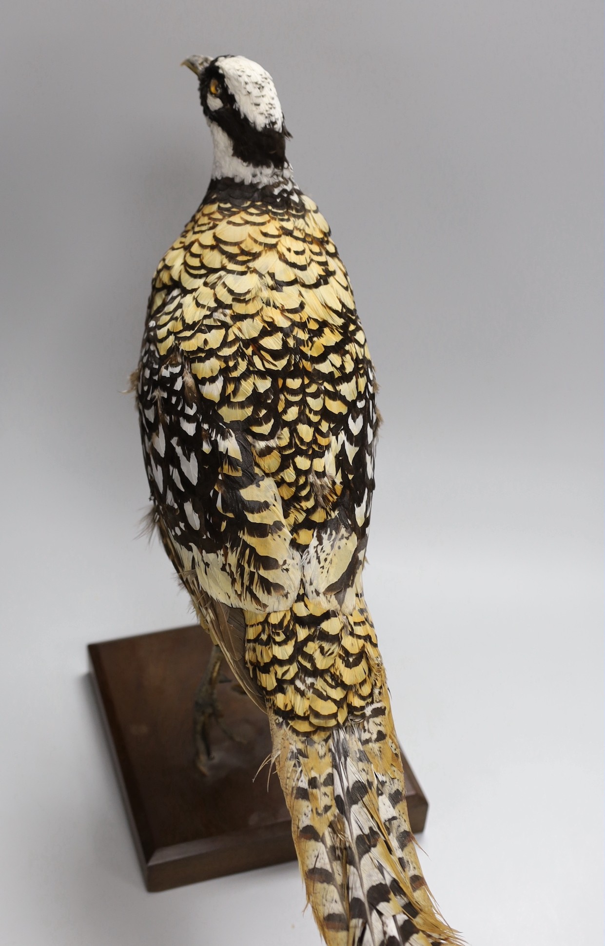 A taxidermy pheasant, 46cm - Image 3 of 4