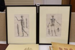 Blackie and Son after Lowry, two engravings, anatomical studies, 24 x 15cm