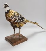 A taxidermy pheasant, 46cm