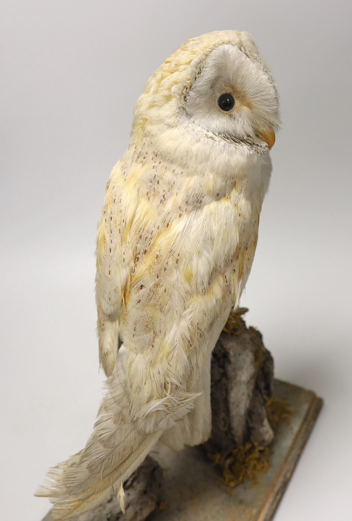 A taxidermy barn owl, 36cm - Image 2 of 3