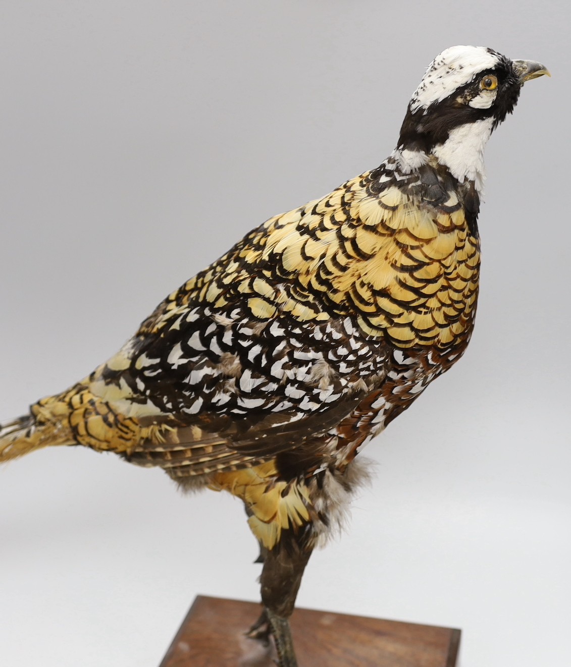 A taxidermy pheasant, 46cm - Image 4 of 4