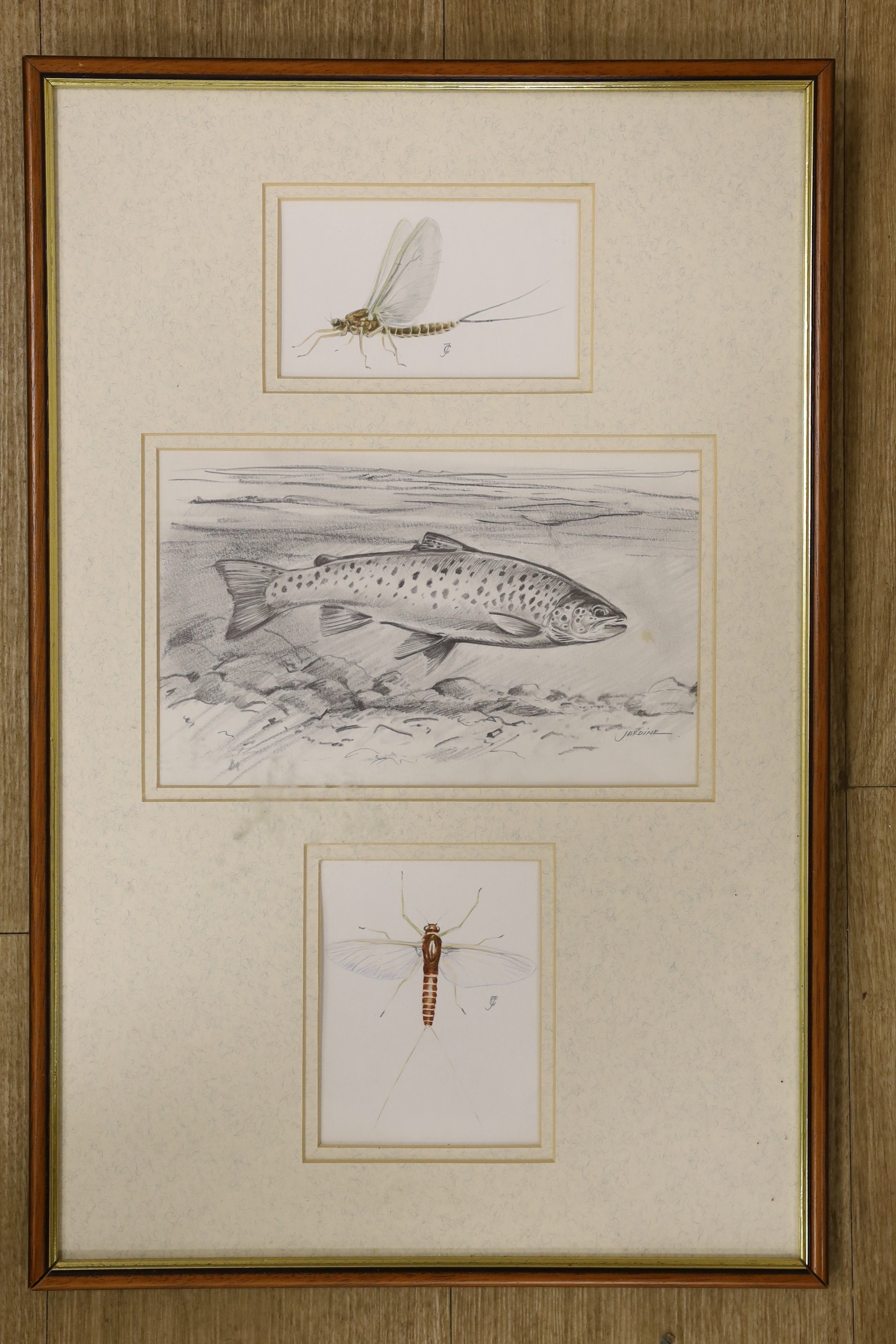 Charles Jardine, pencil and watercolour, Studies of a trout and mayflies, framed as one, largest - Image 2 of 3