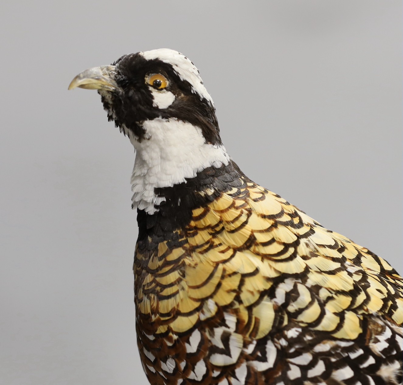 A taxidermy pheasant, 46cm - Image 2 of 4