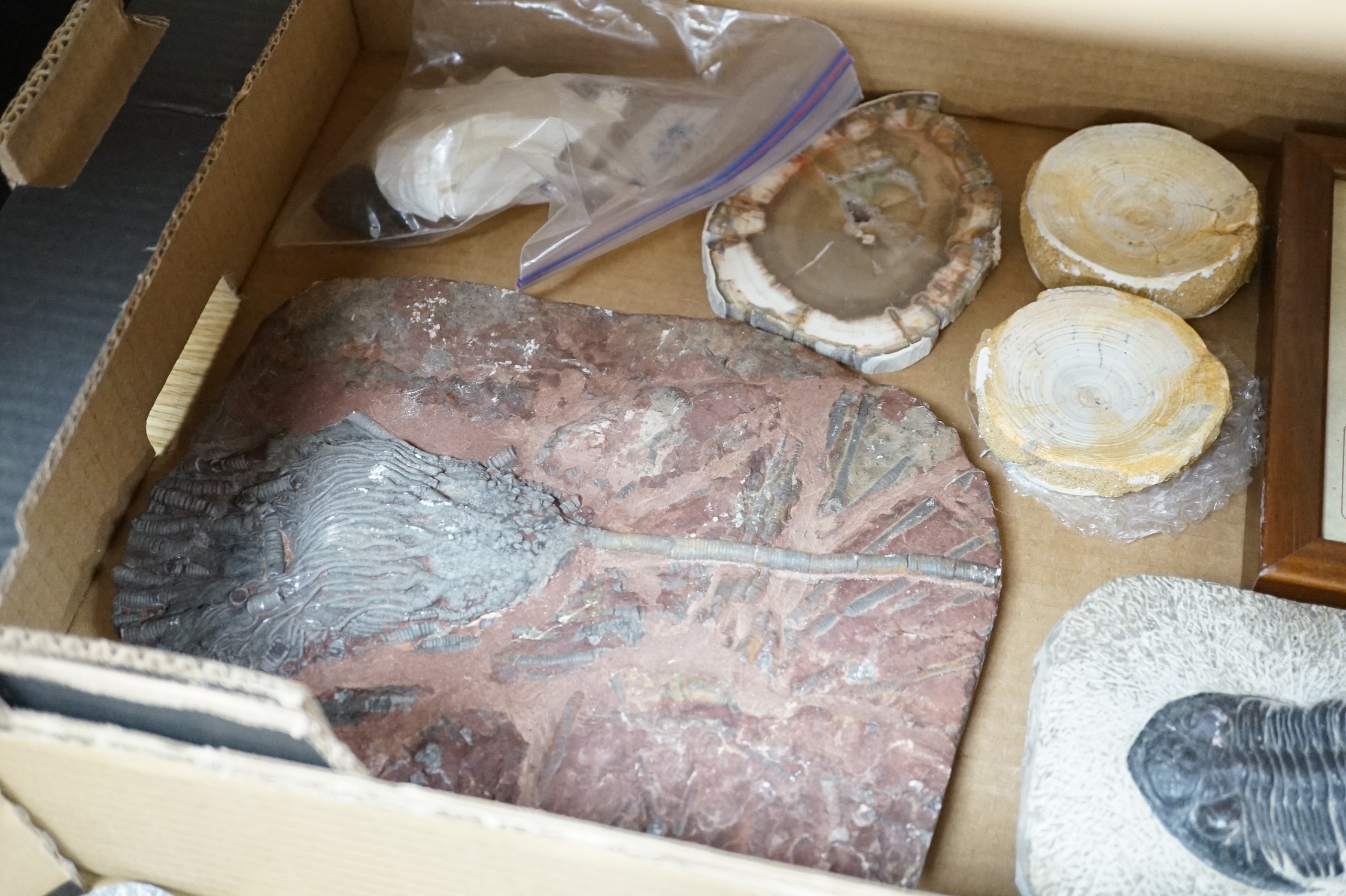 A collection of assorted fossils, minerals and amber - Image 7 of 7