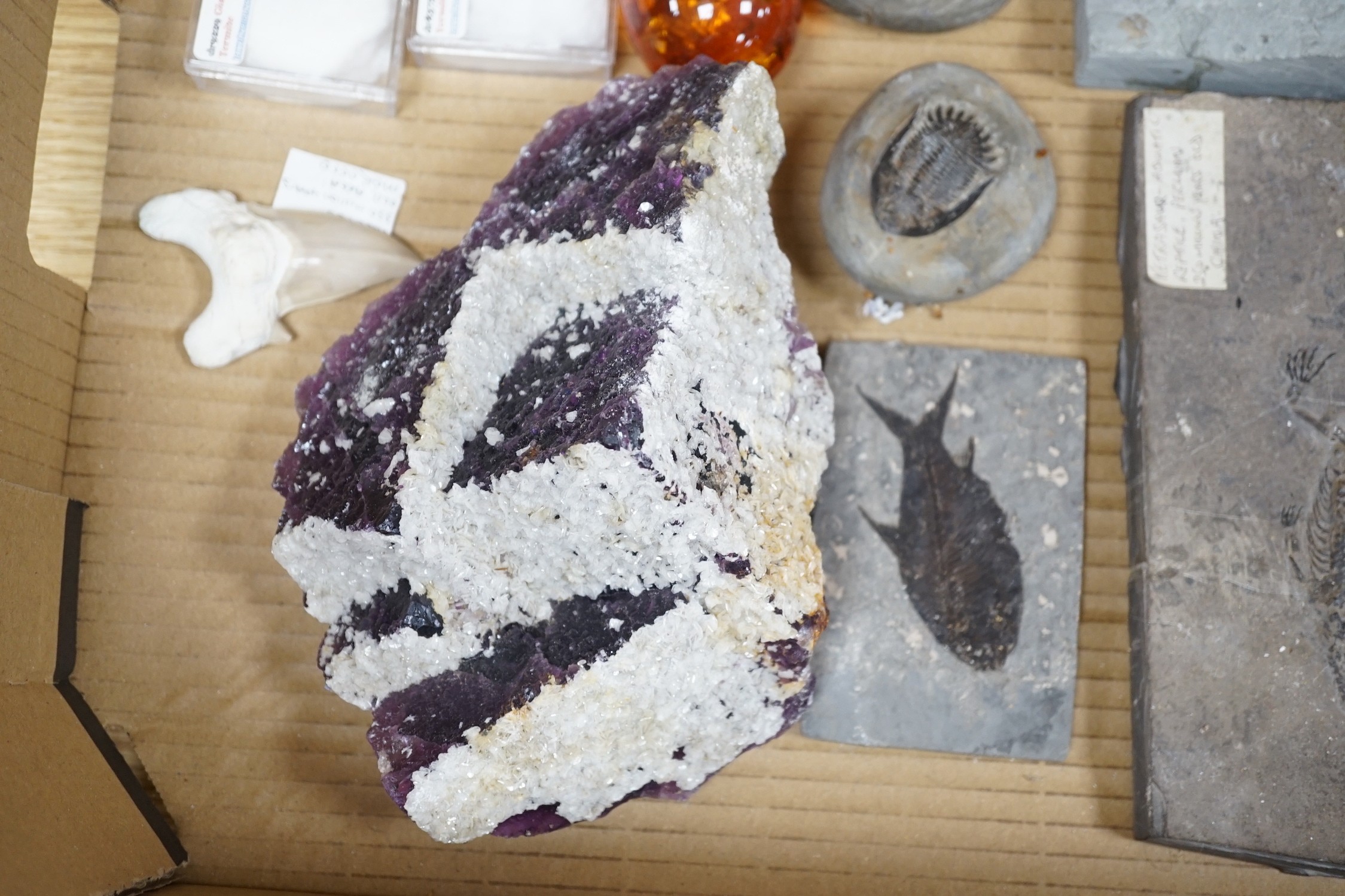 A collection of assorted fossils, minerals and amber - Image 5 of 7
