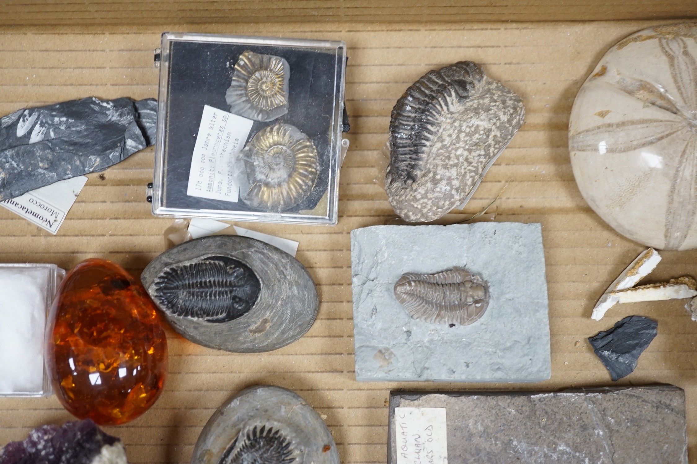 A collection of assorted fossils, minerals and amber - Image 4 of 7