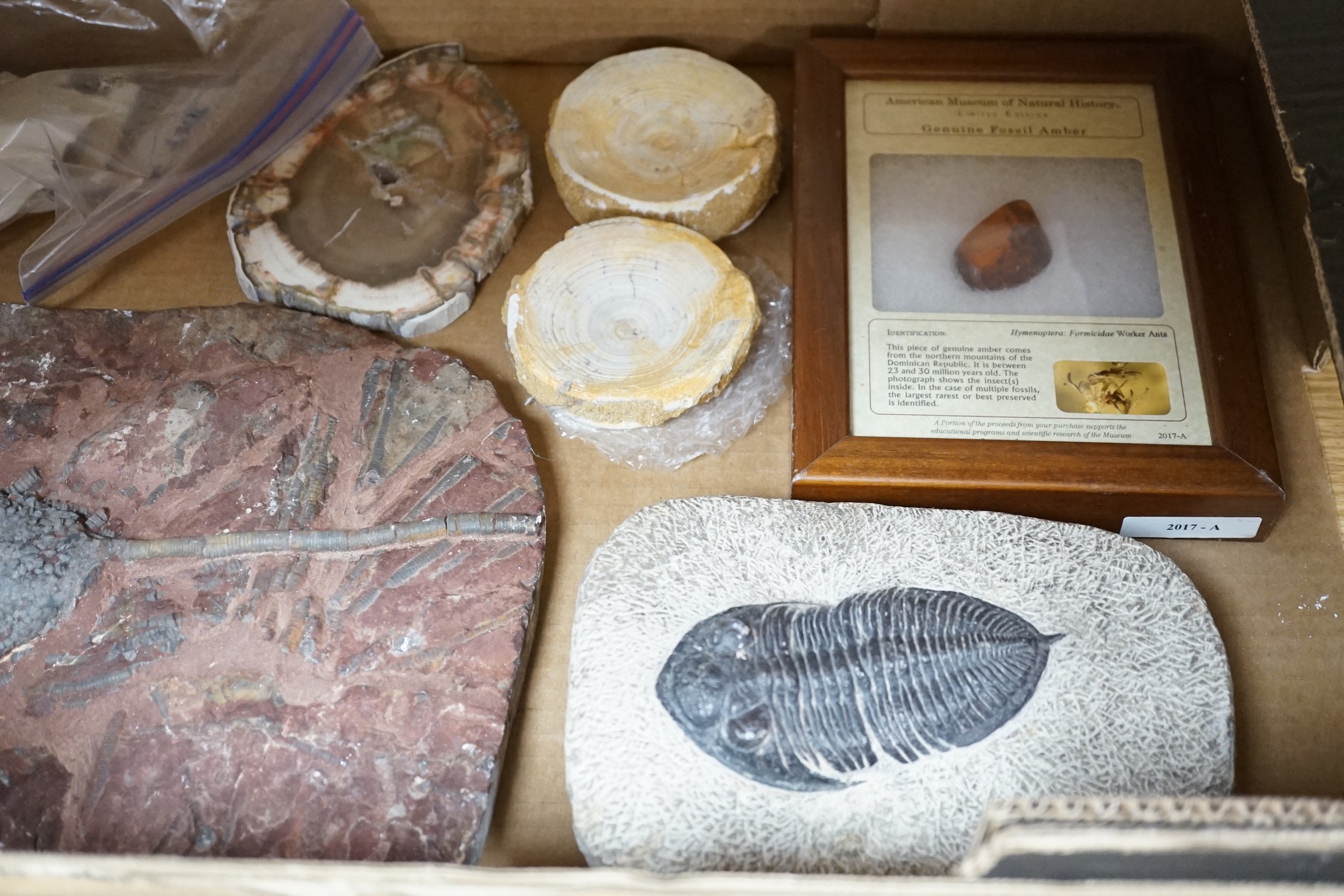 A collection of assorted fossils, minerals and amber - Image 6 of 7