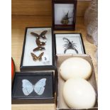 Two cased taxidermic butterflies, stag beetle, one other beetle and two ostrich eggs