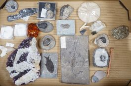 A collection of assorted fossils, minerals and amber
